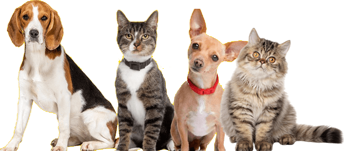 banner-image-pets